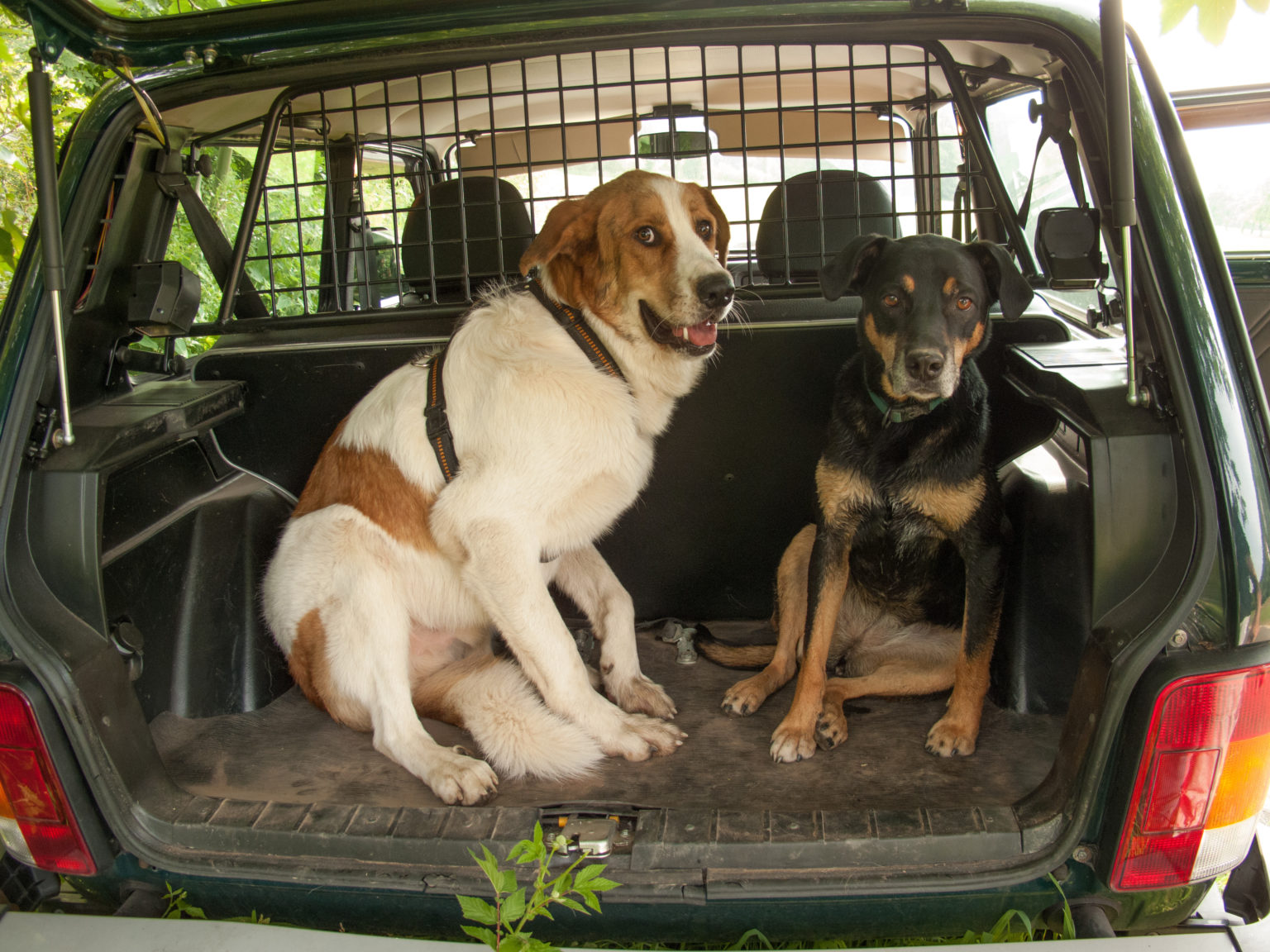 Tiere im Auto transportieren Gibt es eine Anschnallpflicht für Hunde?